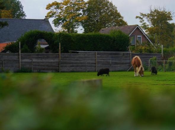 Vakantiewoningen De Schelp Renesse Esterno foto